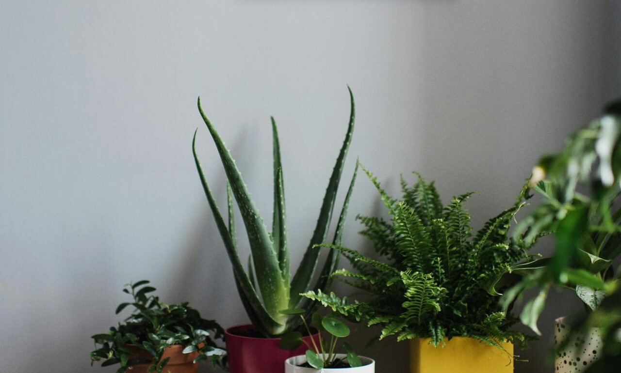 As Melhores Plantas para Ter Dentro de Casa