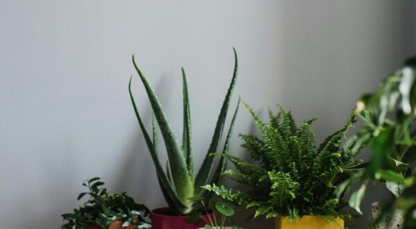 As Melhores Plantas para Ter Dentro de Casa